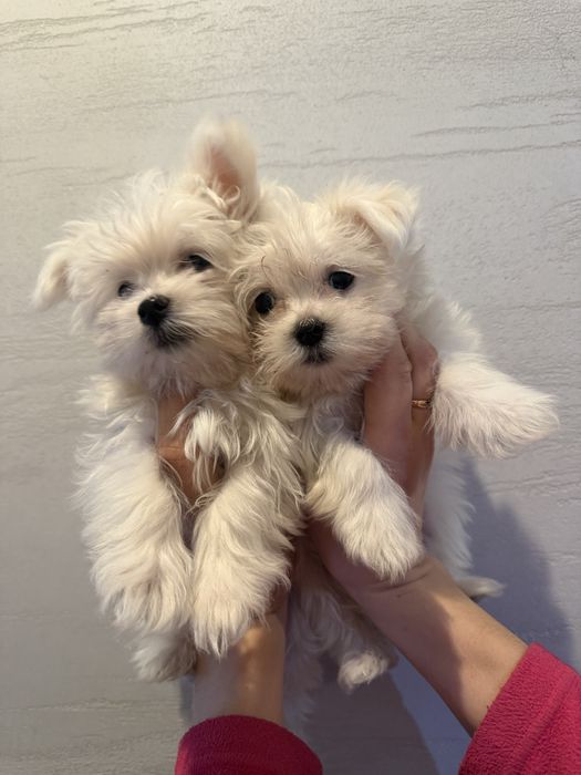 Szczeniaczek maltańczyk