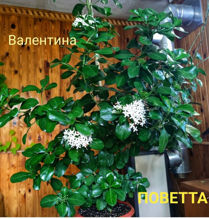 Повєтта, іксора Super King Red