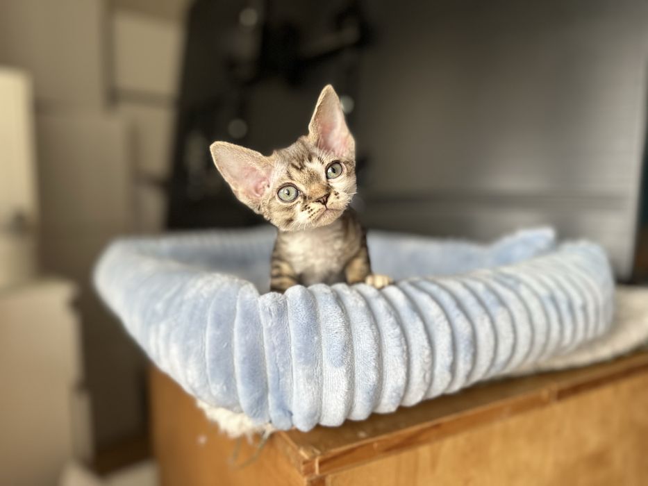 Kotka devon rex Gretta
