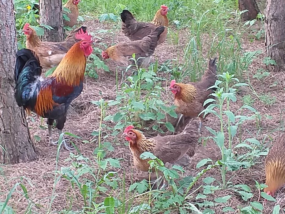 Kurczęta  , pisklęta , zielononóżki. araukany, polbary,czubatki i inne