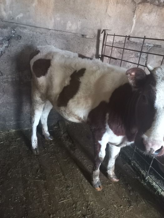 Продам теличек живою вагою