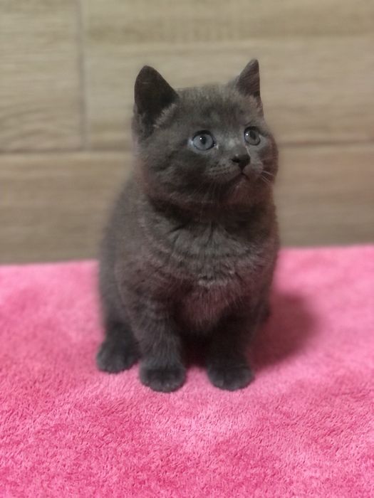 Британський хлопчик!