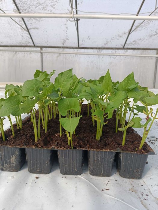 Rozsada pomidora  ,ogórka szczepionego,fasoli