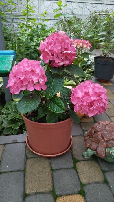 Продаются гортензии