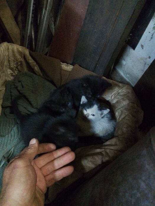 Шукають домівку і хазяїна.