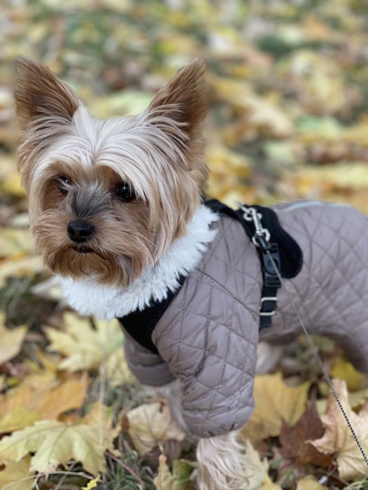 Вязка йорширського терьера !