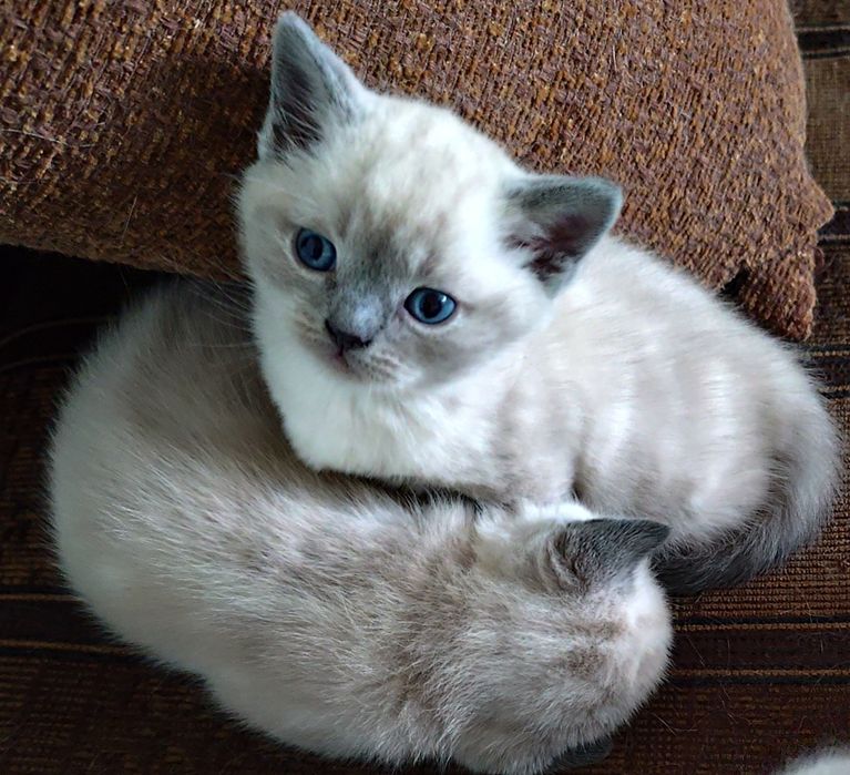 Кошенята британські, котики, кицюні