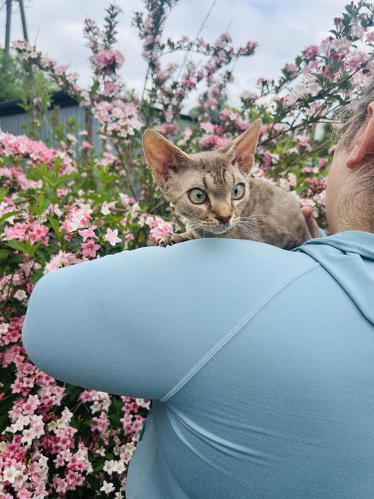 Słodki kocurek Devon Rex, kawa z mlekiem