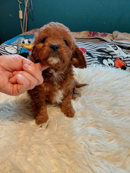 Cavapoo - piesek red