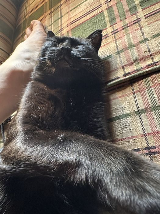 Gata preta meiguinha