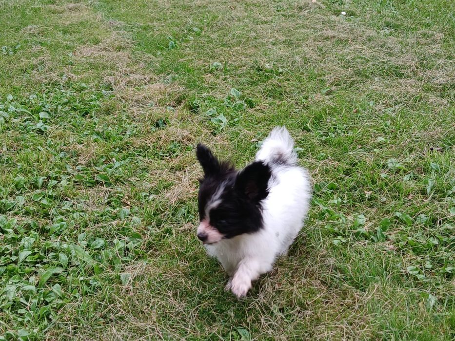 Spaniel Kontynentalny Miniaturowy Papillon