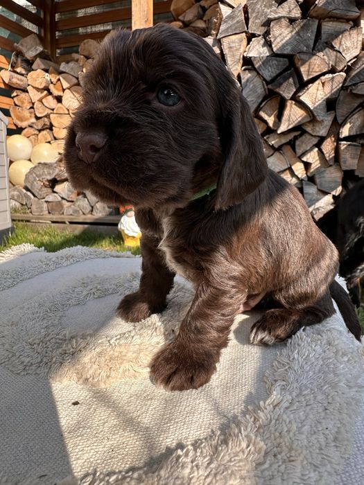 Cocker Spaniel Angielski szczeniaki