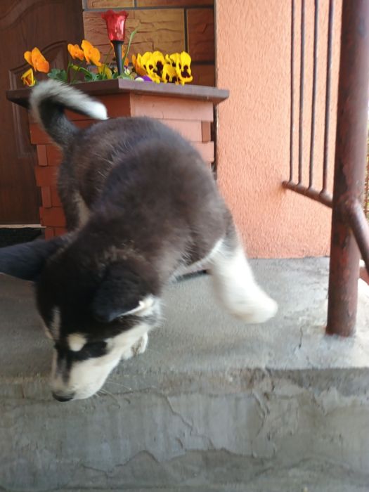Piesek Siberian Husky