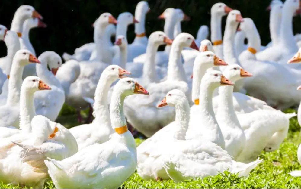 Gęś owsiana zagrodowa tuszka