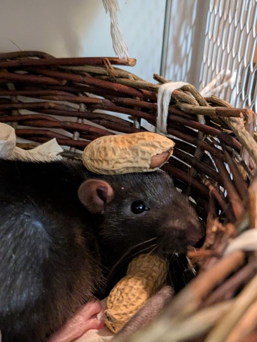 Oddam szczura razem z klatką