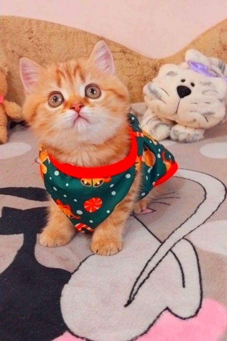 Чудо дівчинка Золота красунечка шиншилка