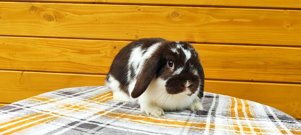 Króliczki rasowe mini lop karzełek baranek miniaturka