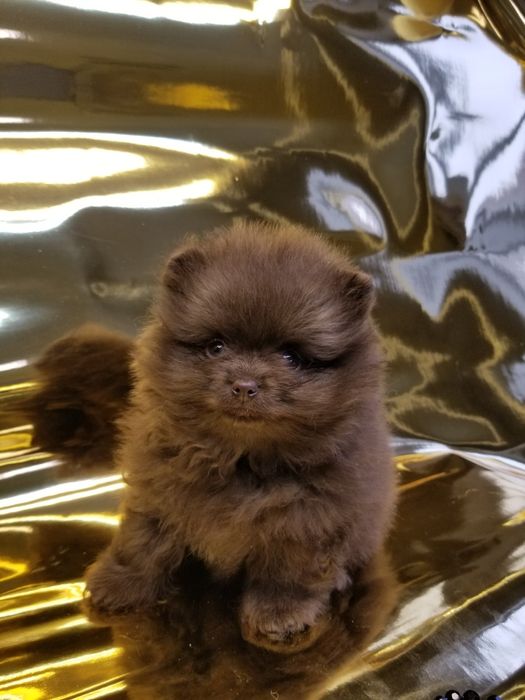 Мальчик померанский шпиц