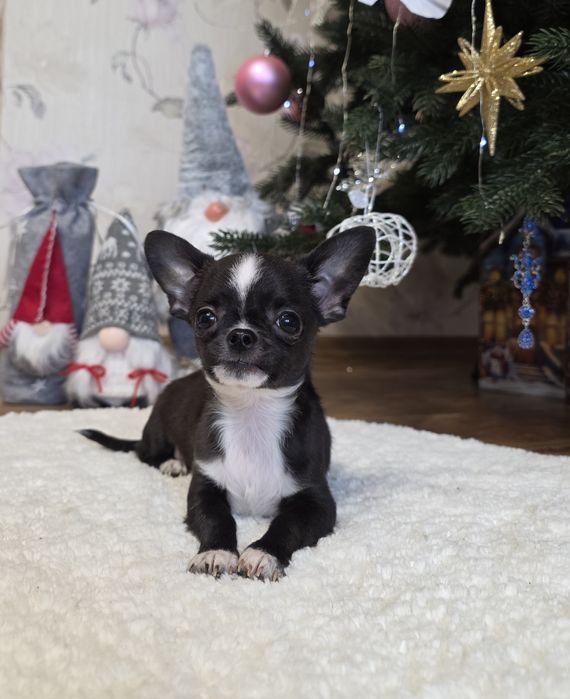 Фантастичні міні чихуахуа.