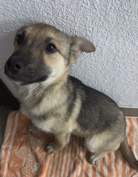 Безкоштовно Щеня метис вівчарки шукає дім
