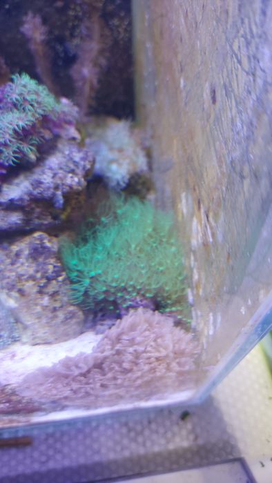 Sprzedam pachyclavularie fluo na skałce ,morskie