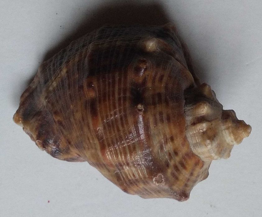 Мушля ракушка 7x5x3 см