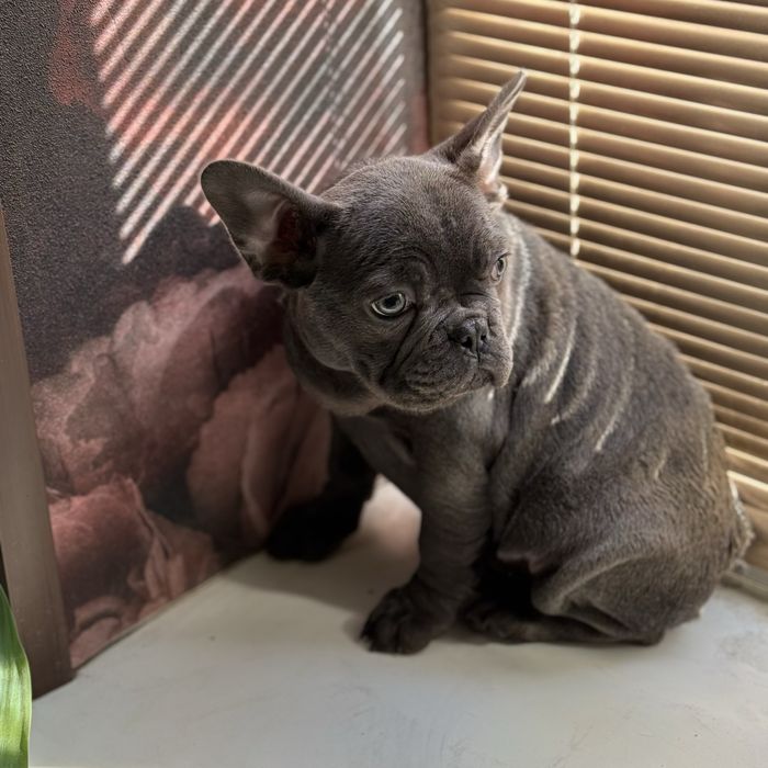 Серая милашка ищет себе новую семью:)