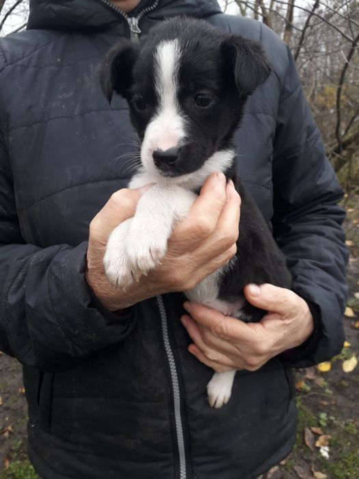 Віддаю в добрі руки