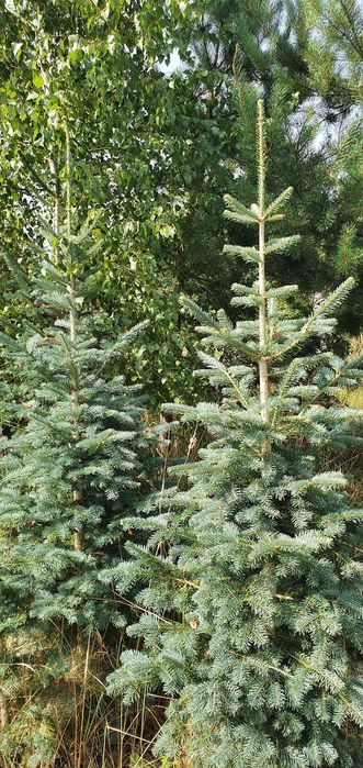 Jodła górska arizońska. Duże drzewa iglaste. Szkółka Jagra Wisznice.