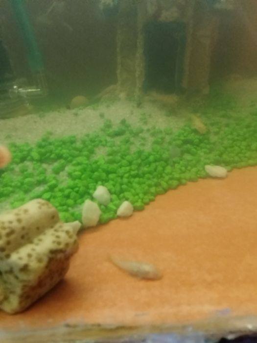 Ancistrus albinos 2.00
