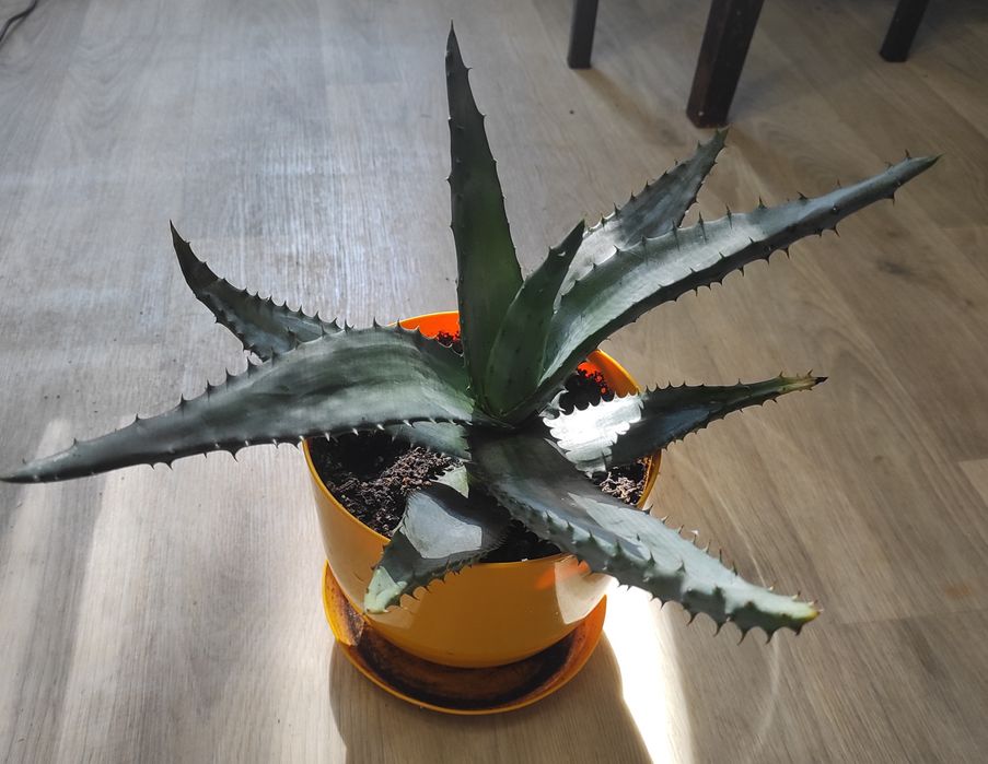 Алоэ (Aloe ferox)/алоэ устрашающие / крупный суккулент 30 см