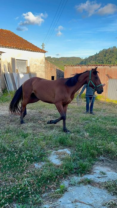 Vendo parelha de éguas