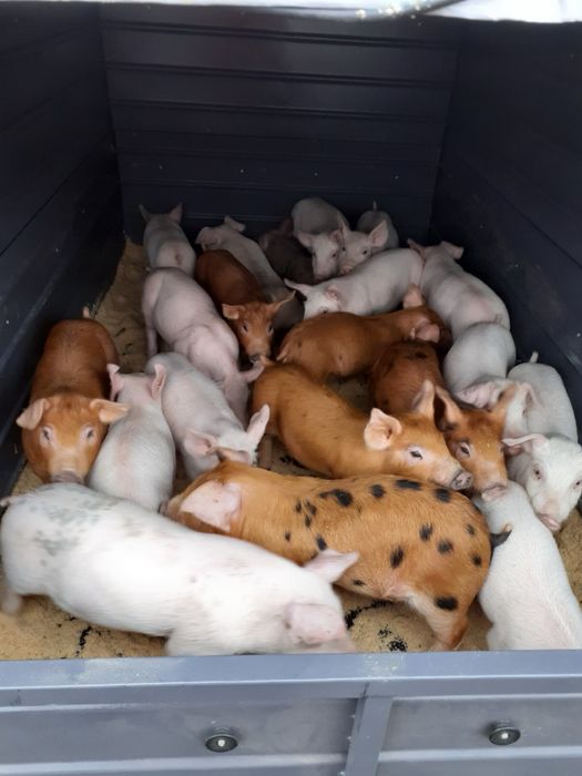 Продам мʼясних поросят