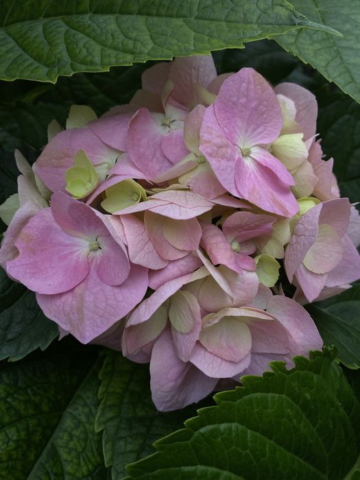 Гортензія широколиста