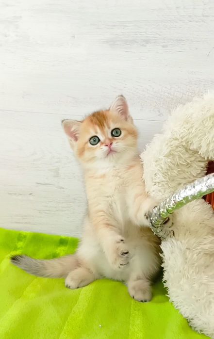 Золотая шиншилла skottish straight