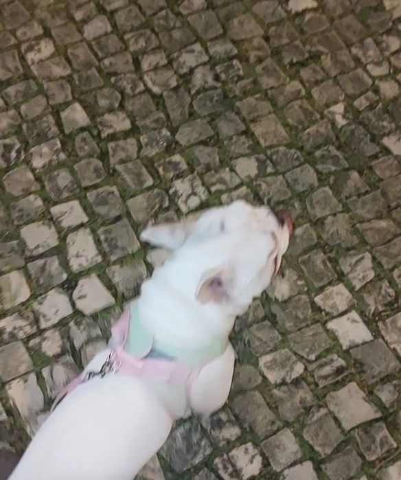 Bulldog fêmea para adoção