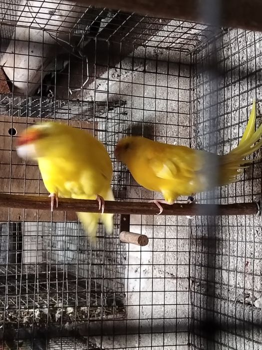 Casal Kakarikis disponível