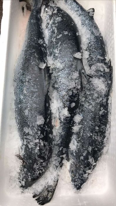 Червона риба/Лосось/Форель охоложденна