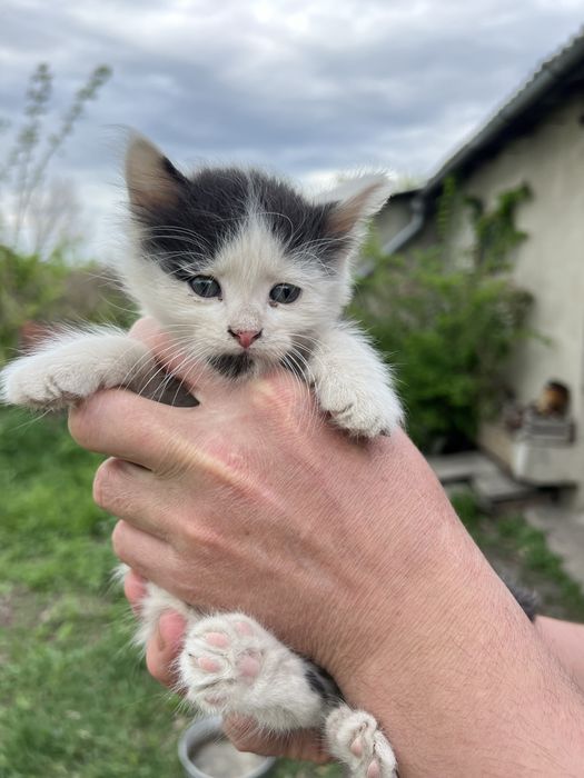 Віддамо кошенят в добрі руки