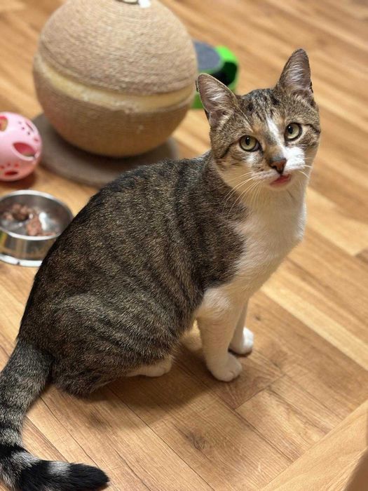 Kaprys - trochę humoru, trochę kota szuka domu