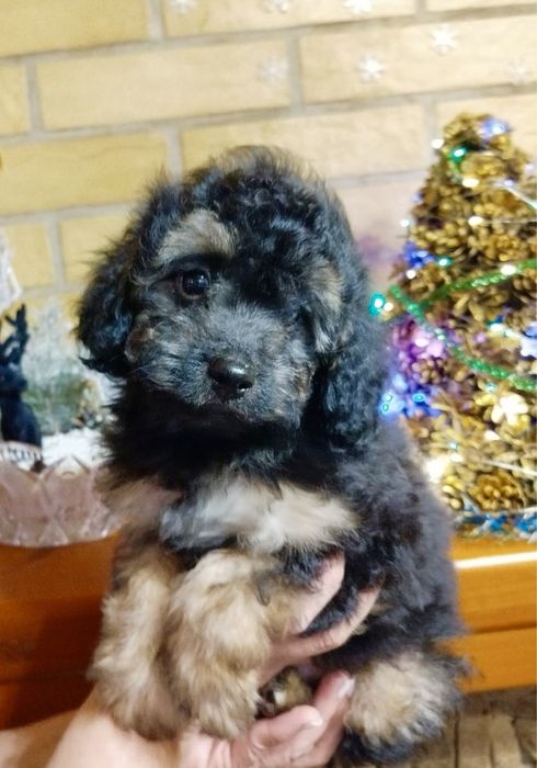 МИНИ мальчик Мальтипу Ф2