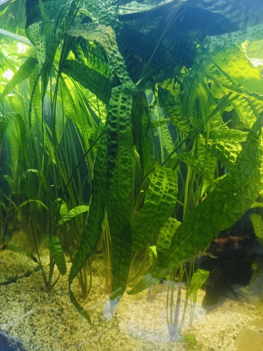 Kryptokoryna Karbowana