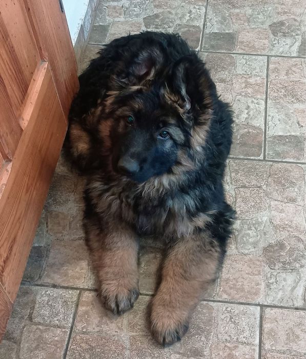 Owczarek niemiecki długowłosy