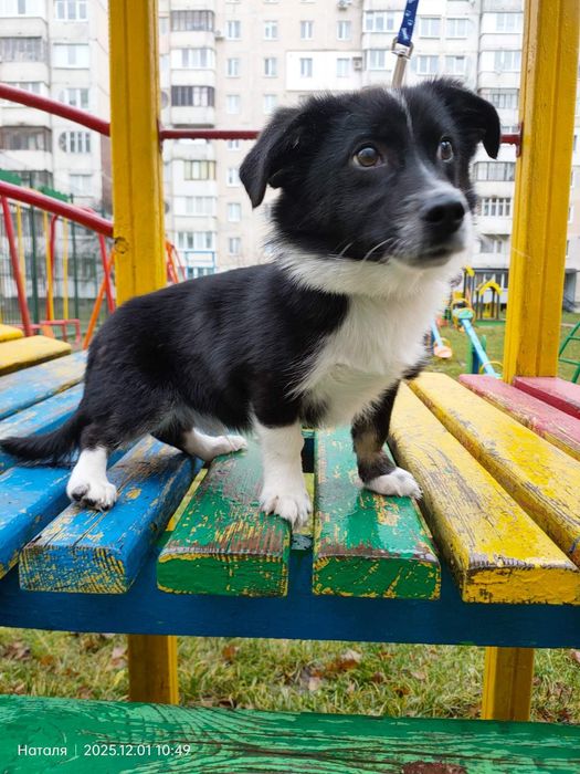 Цуценятко в пошуках родини