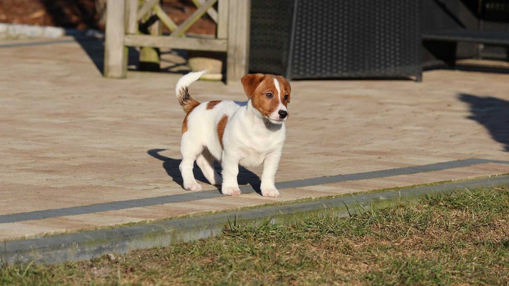 ARES Jack Russell Terrier ZKwP (FCI) -z wzorcowej hodowli piesek