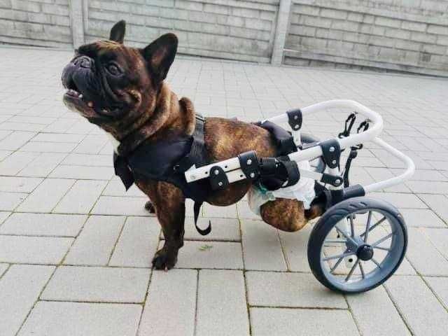 Wózek rehabilitacyjny inwalidzki dla psa polski producent rozmiar nr 2