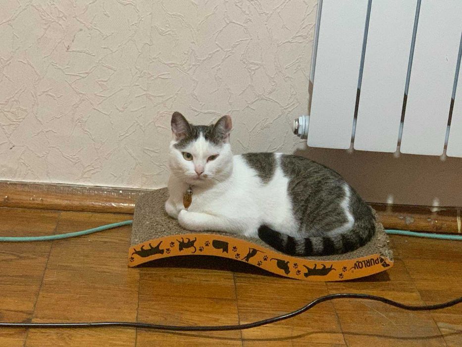 Віддаю кішку в добрі руки у зв'язку з переїздом