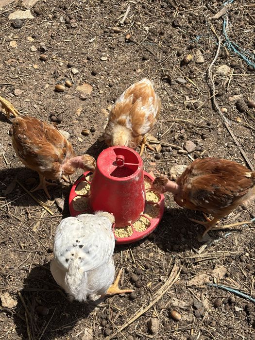 Poule de Campagne