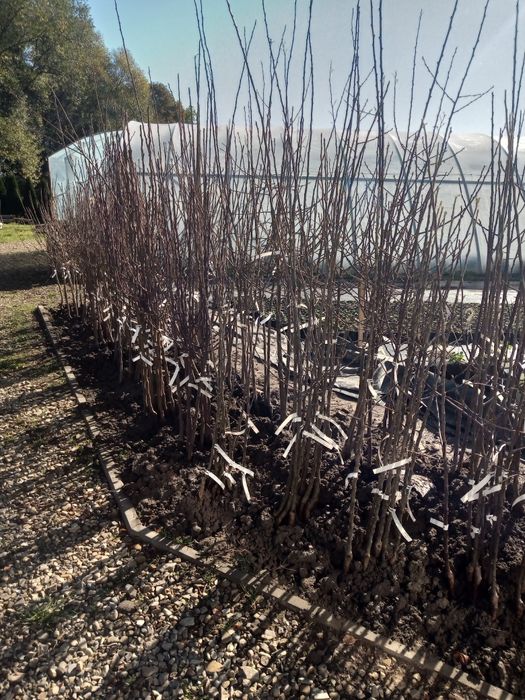 Drzewka owocowe Darowice 35 A