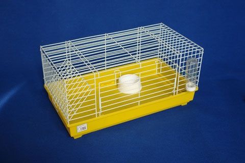 KIT completo coelhos anões mini holandês e minitoy super fofos